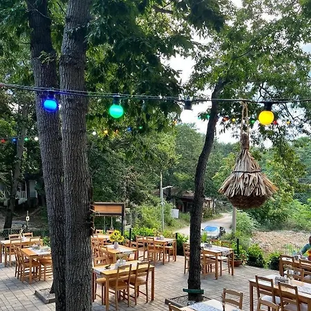 виктория - קמיצ'יה